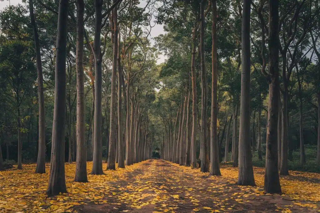mahogany forest